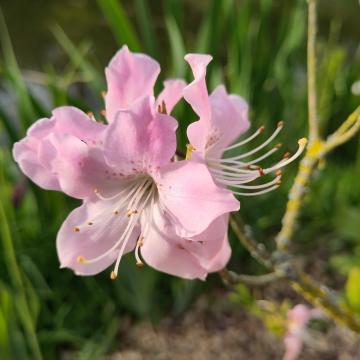 Rhododendron schlippenbachii (A. schlippenbachii)