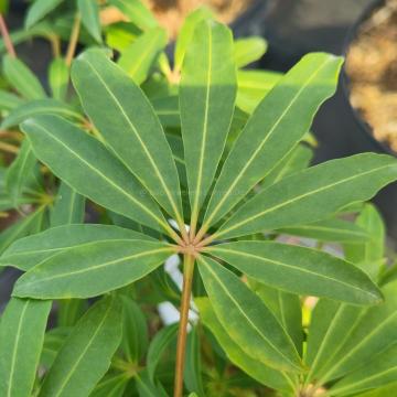 Schefflera taiwania