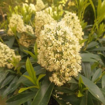 Skimmia confusa 'Kew Green'