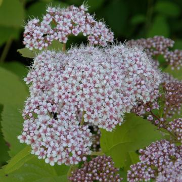 Spiraea fritschiana