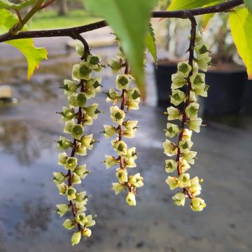 Stachyurus chinensis 'Celina'