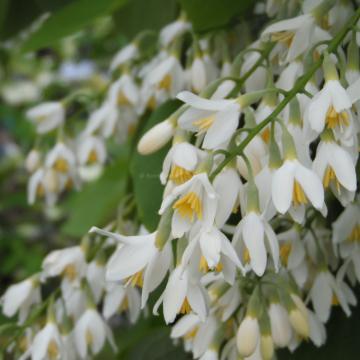 Styrax obassia