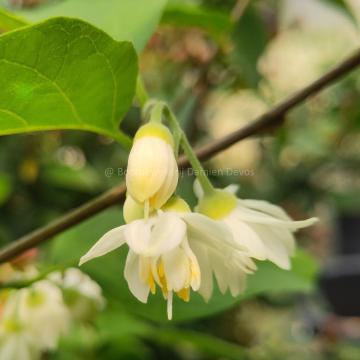 Styrax officinalis Styrax officinalis