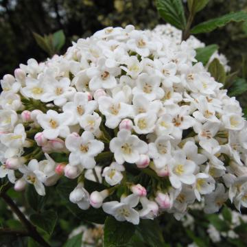 Viburnum burkwoodii (x) Viburnum burkwoodii (x)