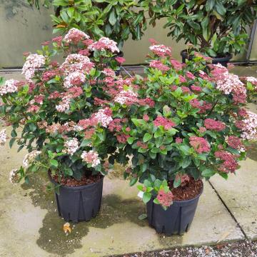 Viburnum tinus 'Lisarose' (= 'Loren') ®