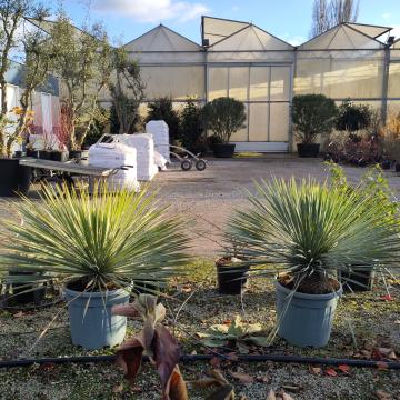 Yucca rostrata ‘Blue Swan’