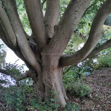 Zelkova carpinifolia