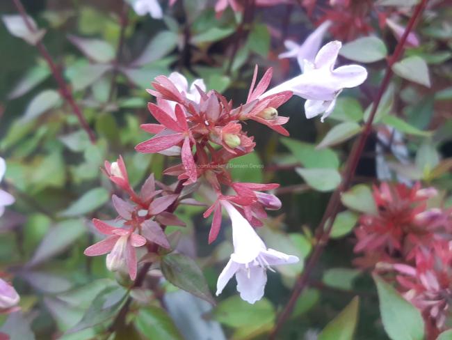 Abelia grandiflora 'Sherwood' Abelia grandiflora 'Sherwood'