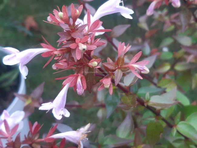Abelia grandiflora 'Sherwood' Abelia grandiflora 'Sherwood'