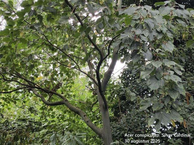 Acer conspicuum  'Silver Cardinal'
