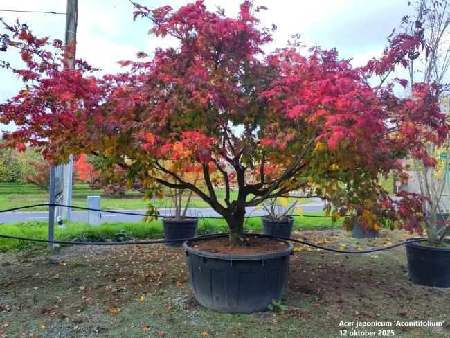 Acer japonicum 'Aconitifolium'
