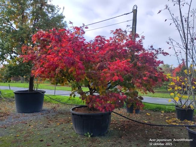 Acer japonicum 'Aconitifolium'