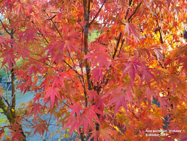 Acer palmatum 'Arakawa'