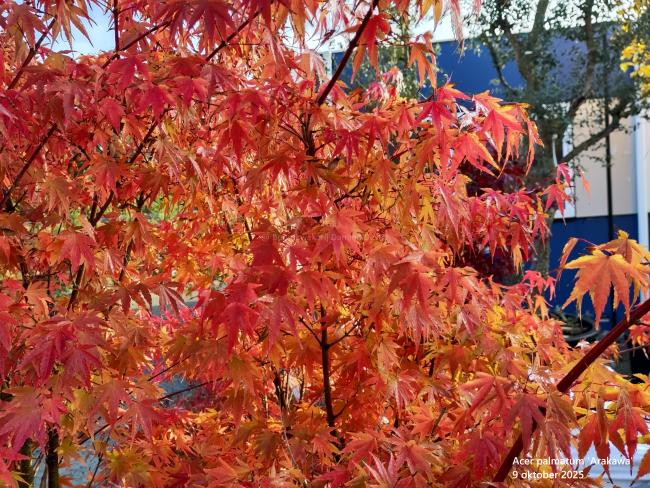Acer palmatum 'Arakawa'
