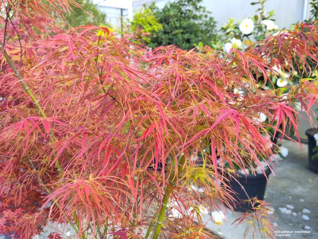 Acer palmatum 'Linearilobum'
