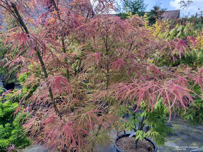 Acer palmatum 'Linearilobum'