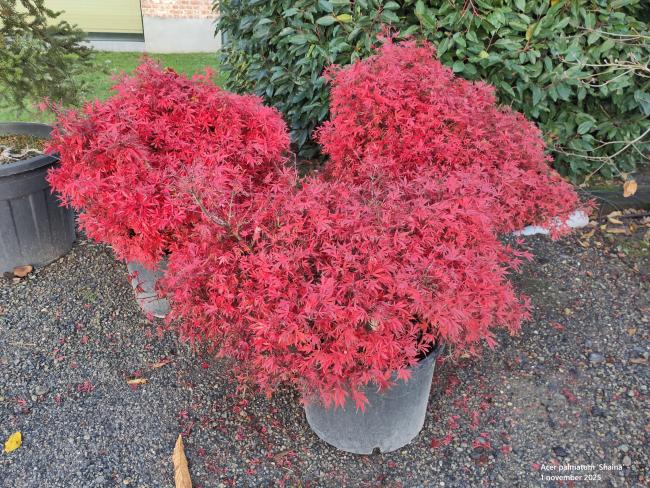 Acer palmatum 'Shaina'
