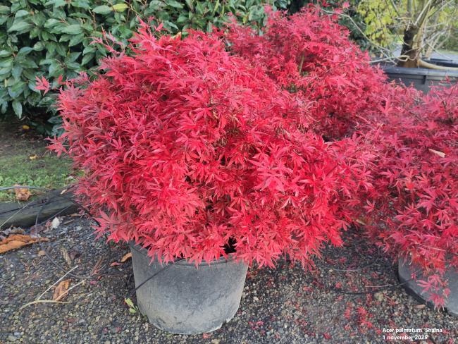 Acer palmatum 'Shaina'