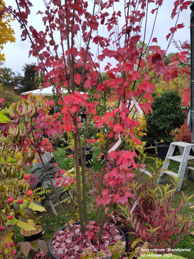 Acer rubrum 'Brandywine'