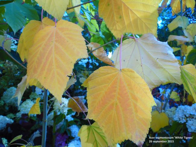 Acer tegmentosum 'White Tigress'