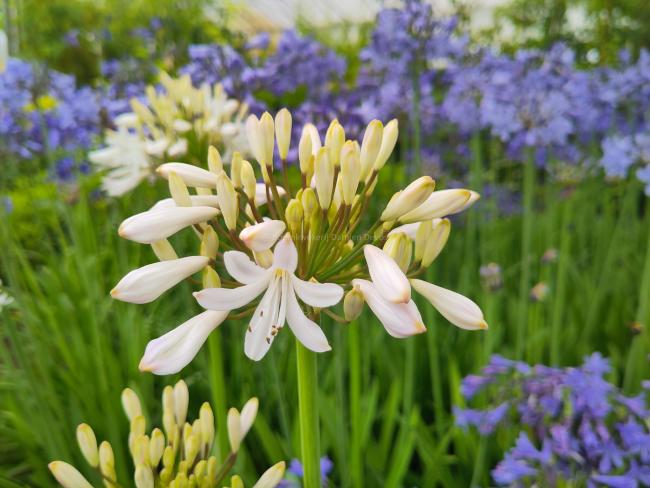 Agapanthus 'Margarita'