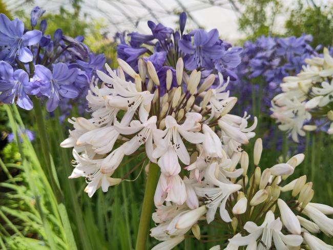 Agapanthus 'Margarita'