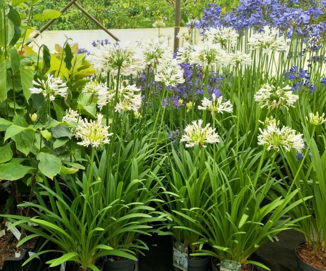 Agapanthus 'Stephanie's charm'
