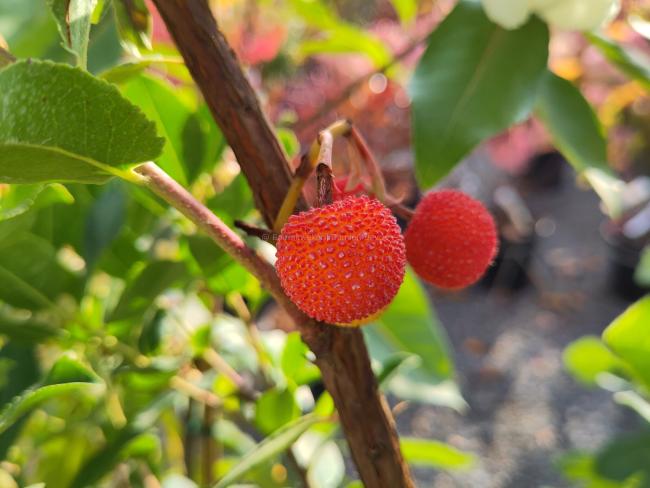 Arbutus unedo 'Rubra'