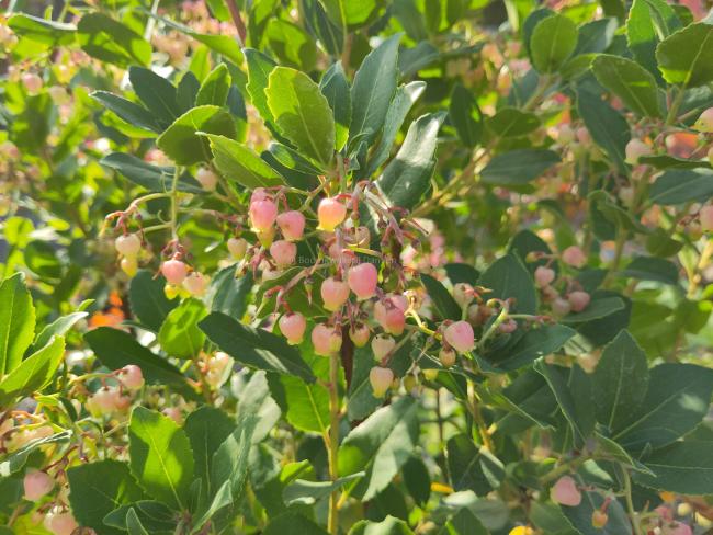 Arbutus unedo 'Rubra'