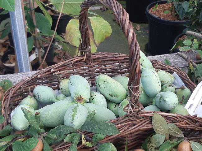 Asimina triloba 'Overleese'