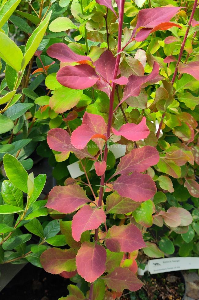 Berberis 'Georgei'