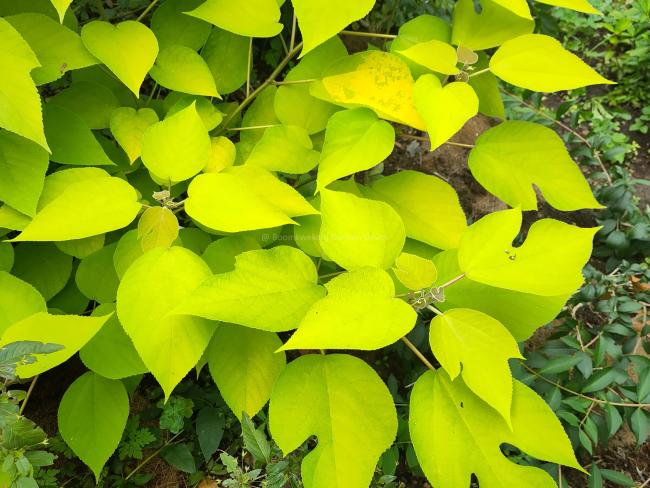 Broussonetia papyrifera 'Golden Shadow'