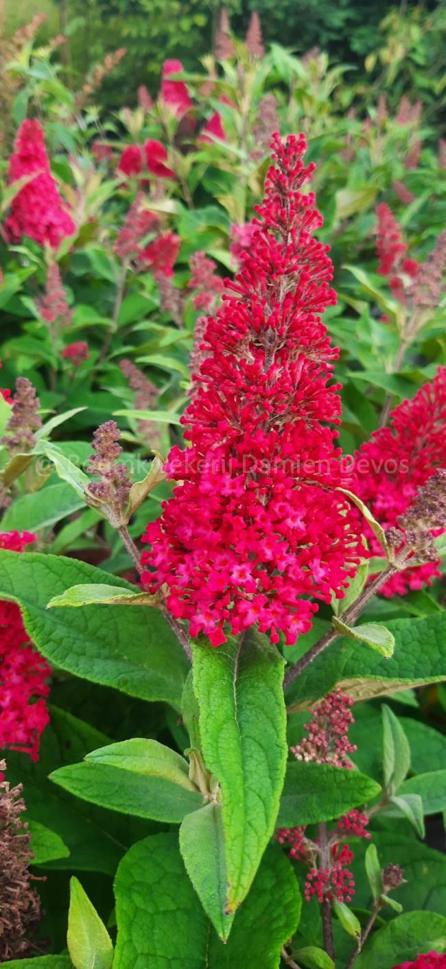 Buddleja davidii 'Butterfly Candy Little Ruby' (PRB)