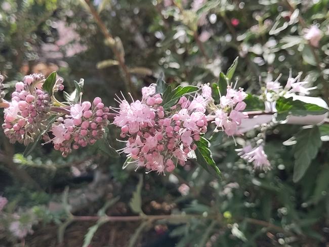 Caryopteris clandonensis 'Pink Perfection' ®