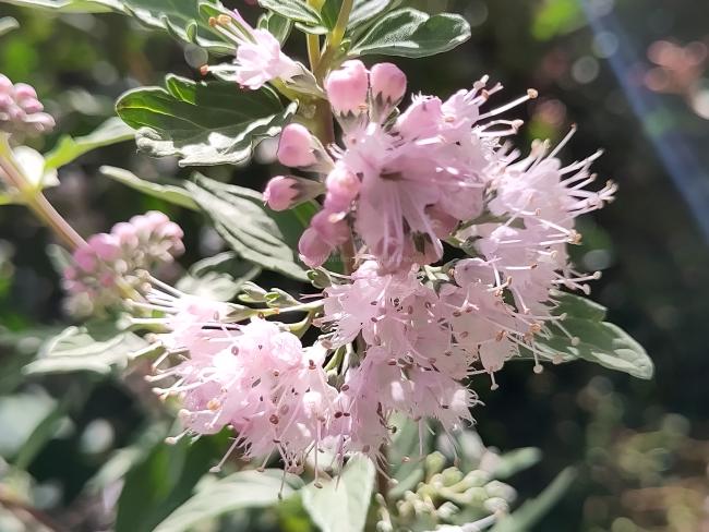 Caryopteris clandonensis 'Pink Perfection' ®