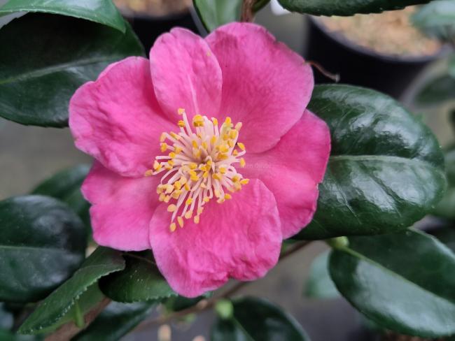 Camellia 'Koto no kaori'