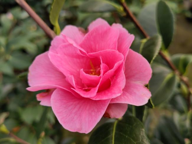 Camellia 'Nicky Crisp'