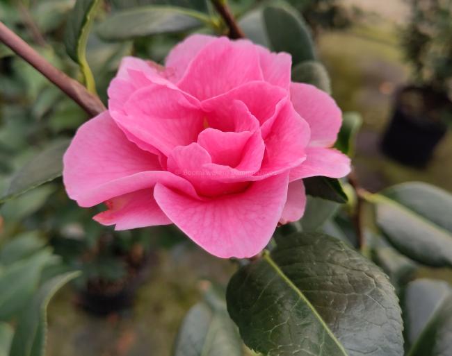 Camellia 'Nicky Crisp'