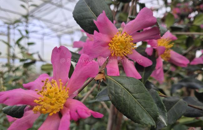 Camellia sasanqua 'Tasutagawa'