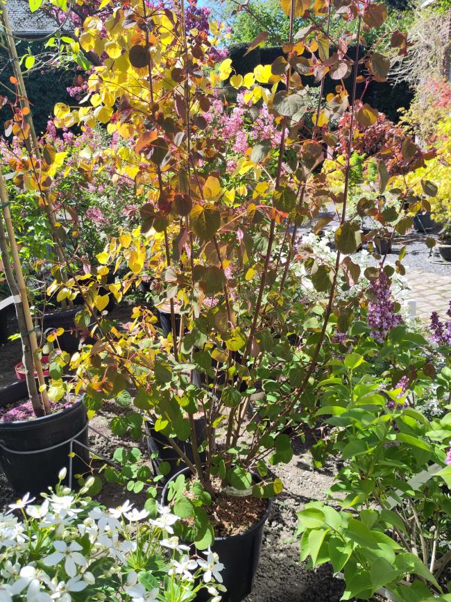 Cercidiphyllum japonicum var. magnificum