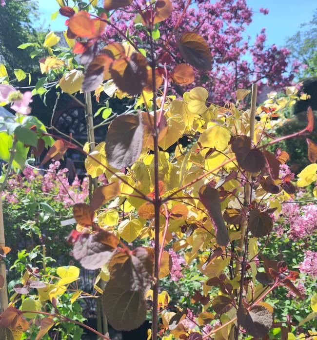 Cercidiphyllum japonicum var. magnificum