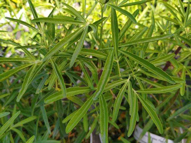 Choisya 'Aztec Pearl'