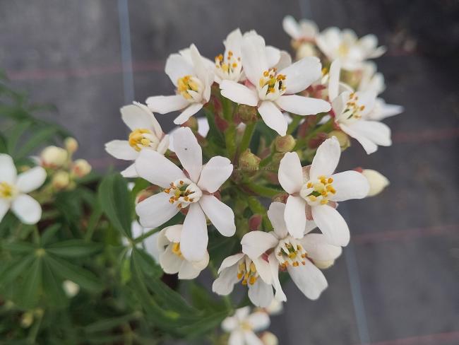 Choisya 'Greenfingers'®