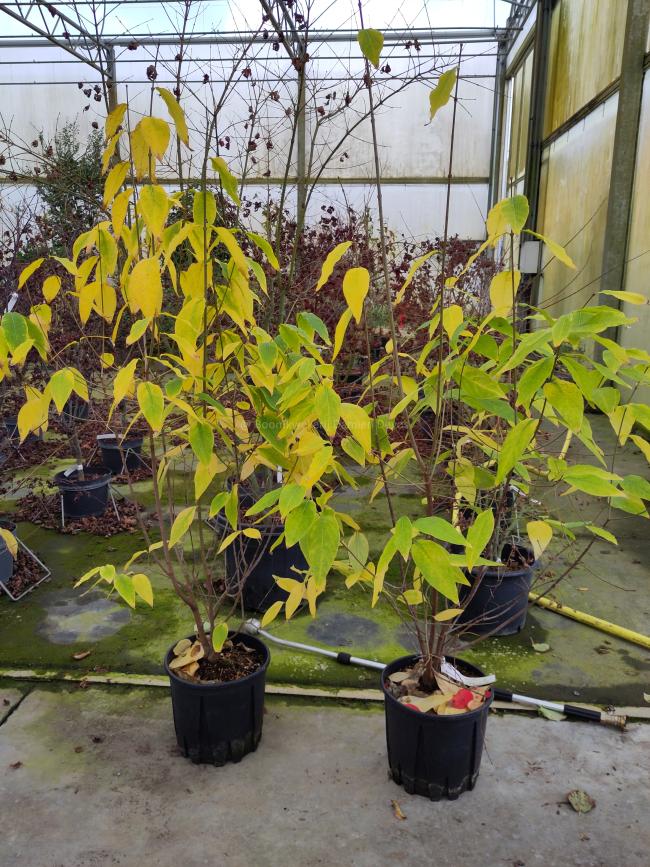 Chimonanthus praecox 'Luteus'