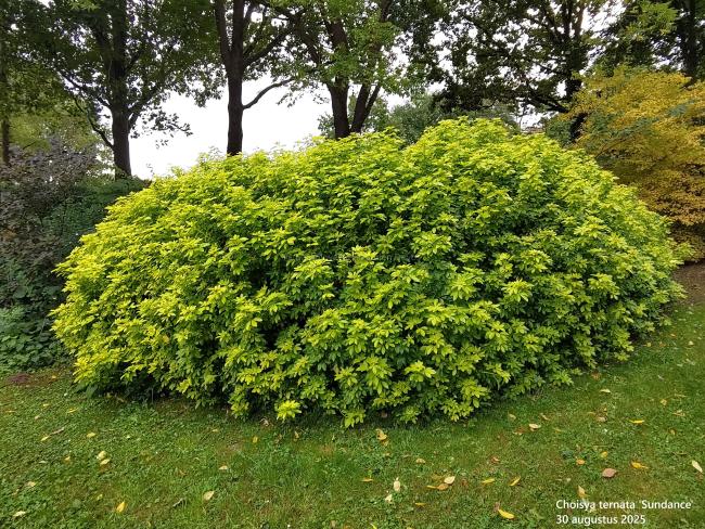 Choisya ternata 'Sundance'