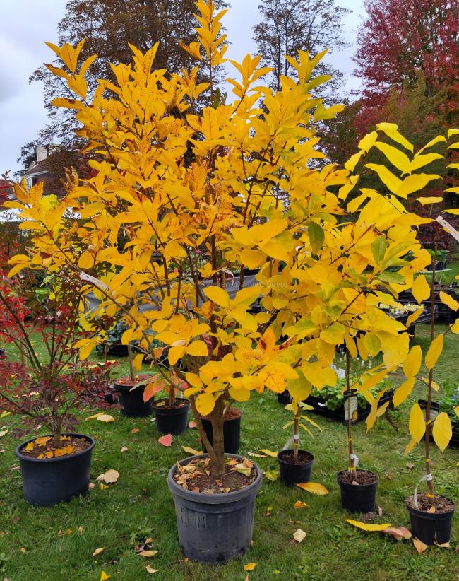 Chionanthus virginicus