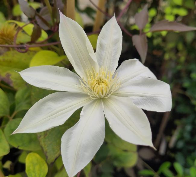 Clematis 'Wada's Primrose'