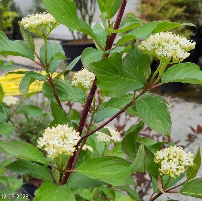 Cornus alba 'Baton Rouge'