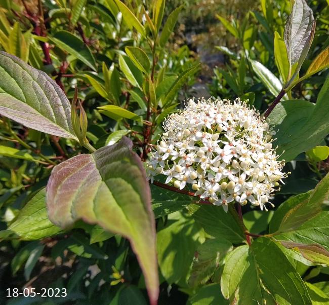 Cornus alba 'Baton Rouge'