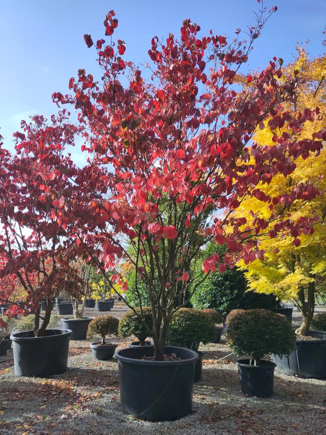 Cornus florida 'Rainbow' Cornus florida 'Rainbow'